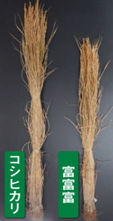 富富富（ふふふ）とコシヒカリの稲の丈を比較