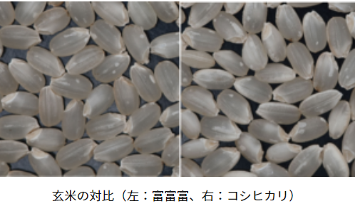 富富富（ふふふ）とコシヒカリの玄米の比較