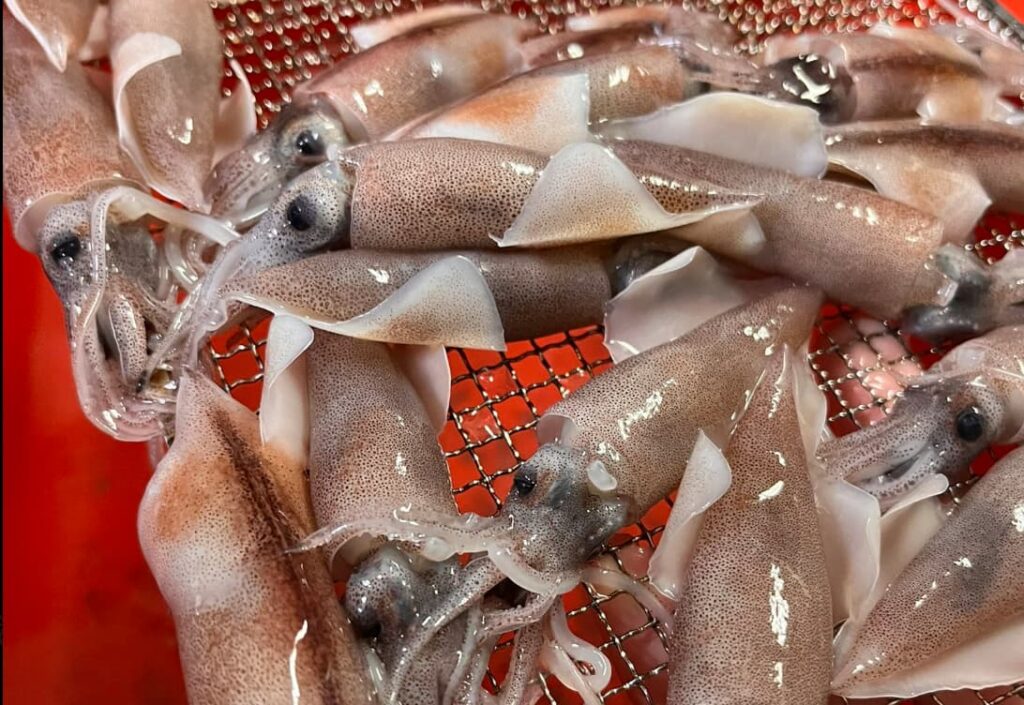 岩瀬浜のホタルイカ身投げ